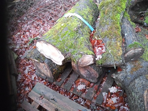 Drechselholz apfelholz - drechselholz,