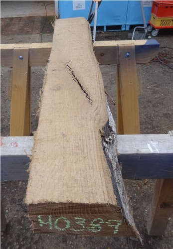Mooreiche moorholz 2000 - mooreiche,